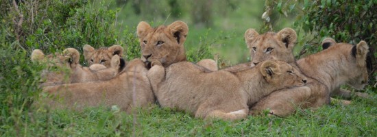 lion cubs.jpeg