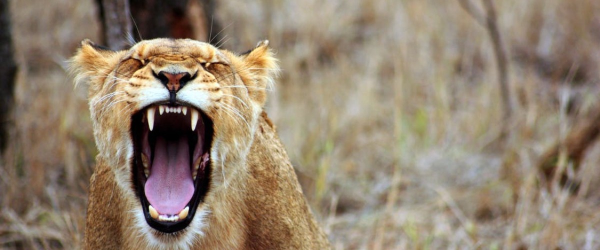 persianlioness.jpeg