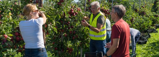 appels plukken.jpg