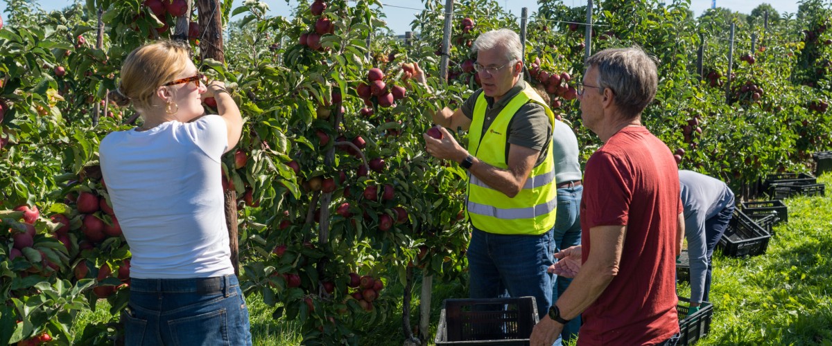 appels plukken.jpg